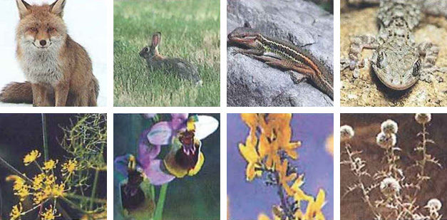 Fauna y Flora de Villalbilla