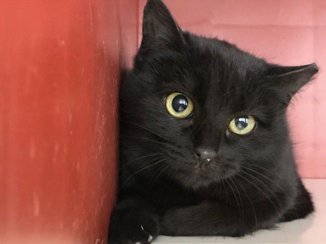 Mascotas y Animales: Gatos