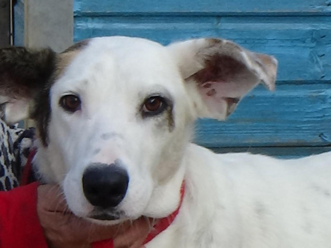Mascotas y Animales: Perros